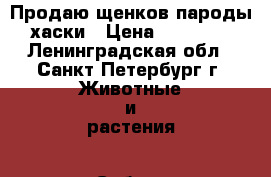 Продаю щенков пароды хаски › Цена ­ 25 000 - Ленинградская обл., Санкт-Петербург г. Животные и растения » Собаки   . Ленинградская обл.